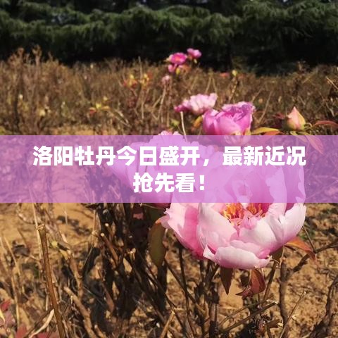 新闻中心 第11页