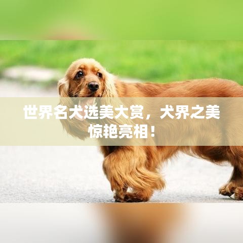 精品展示 第3页
